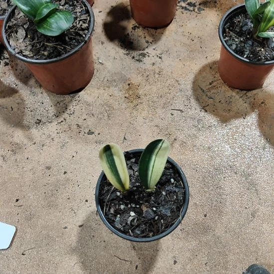 完全开放君子兰完全开放