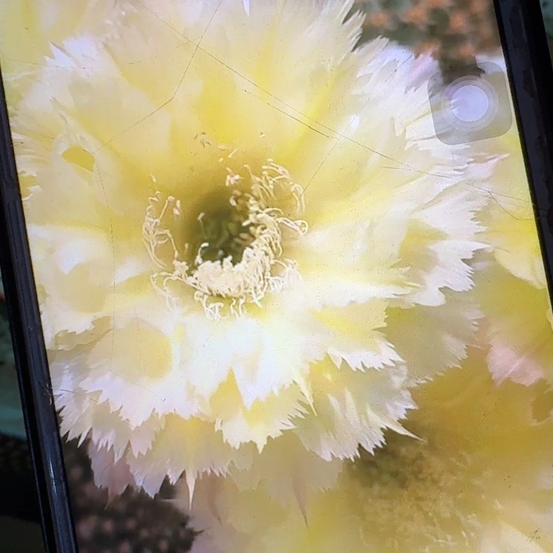 梨花落侧芽4公分彩草