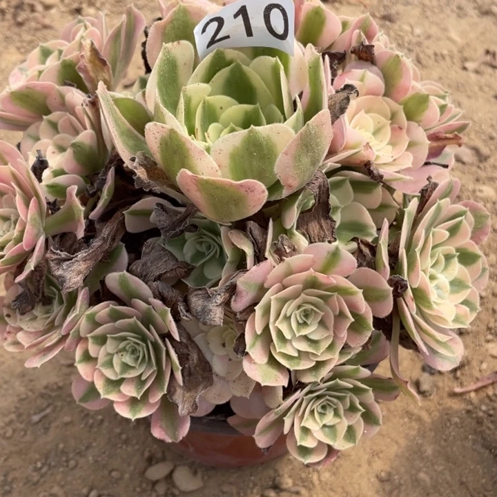 无花朵210多肉植物粉女巫