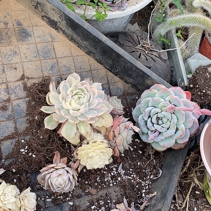 昂斯诺锦多头群生