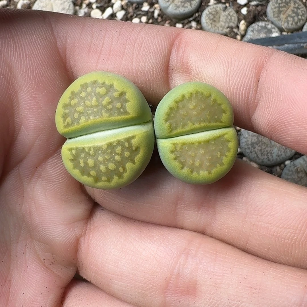 果***狸962 哈哈哈哈哈哈哈哈哈