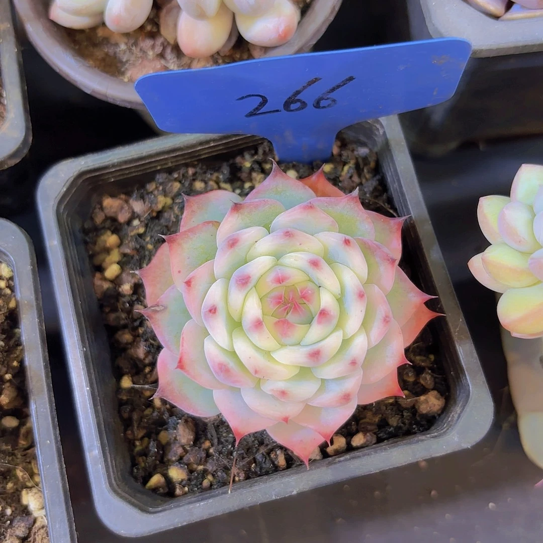 桀****云南金致家精品多肉