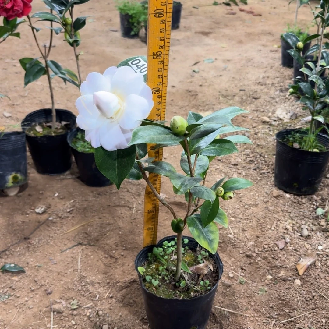 少量花朵（建议范围：2朵-5朵 或40%以下）040戴安娜