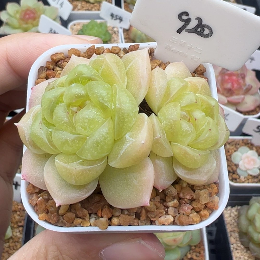 920号财富密码c8母本