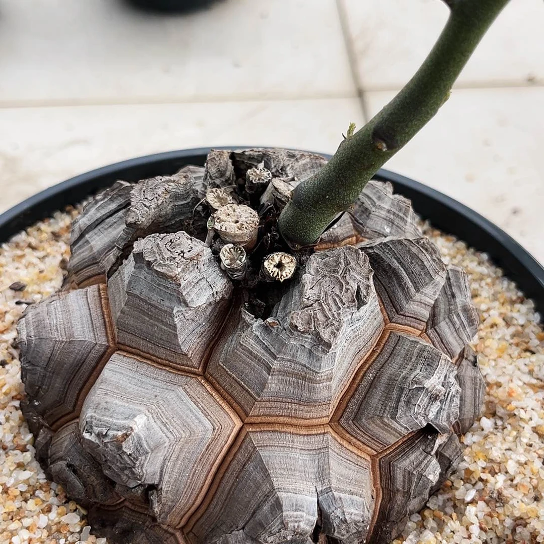 潮流植物深裂盾甲大龟