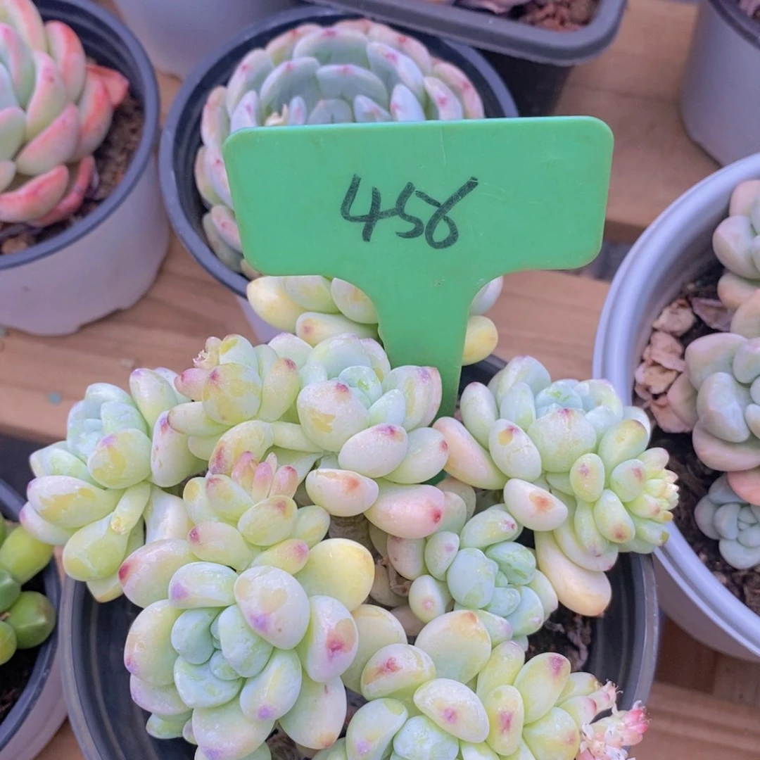 开心多肉，一物一拍，节日快乐