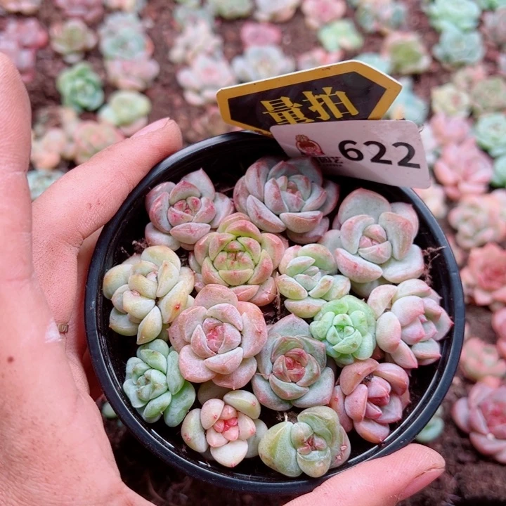 多肉植物多肉植物