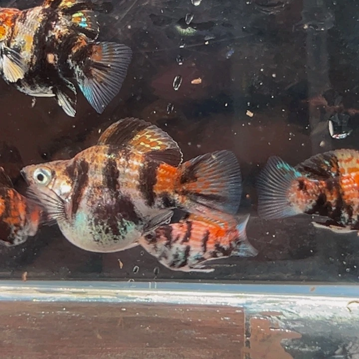 孔雀鱼油画马力俩对