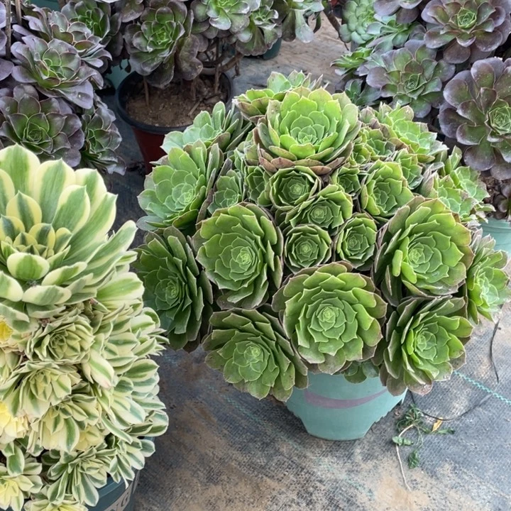 55万圣夜多肉植物多肉多肉