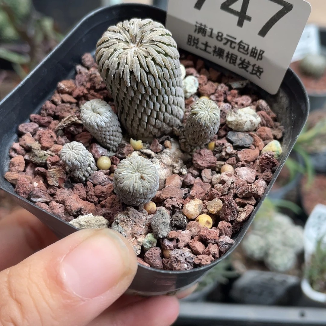 747精巧丸仙人球植物