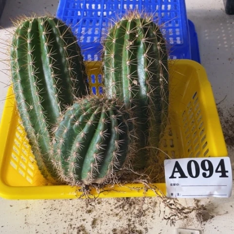 种子苗毛花柱a 094