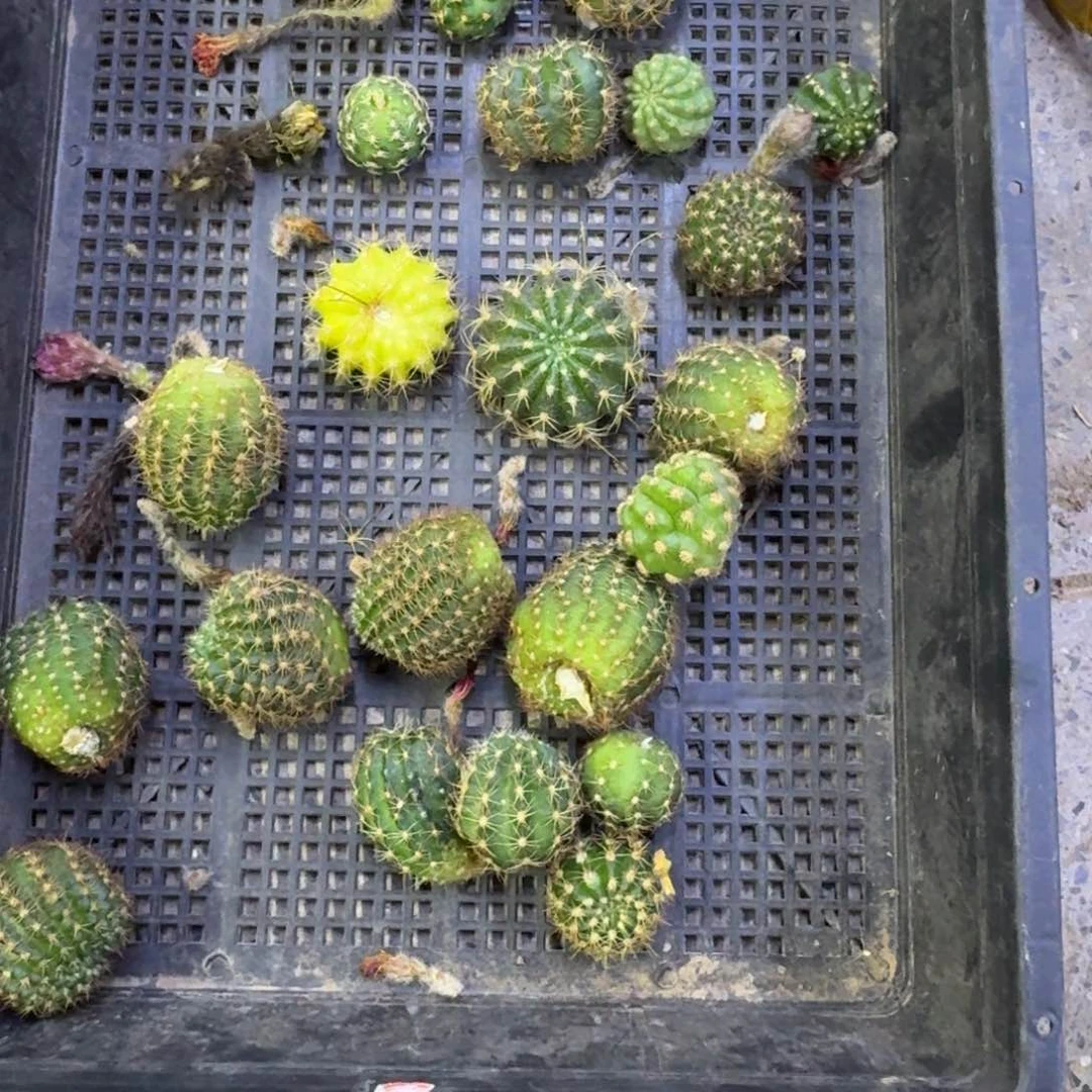 385无根侧牙2个3公分左右20包邮斑