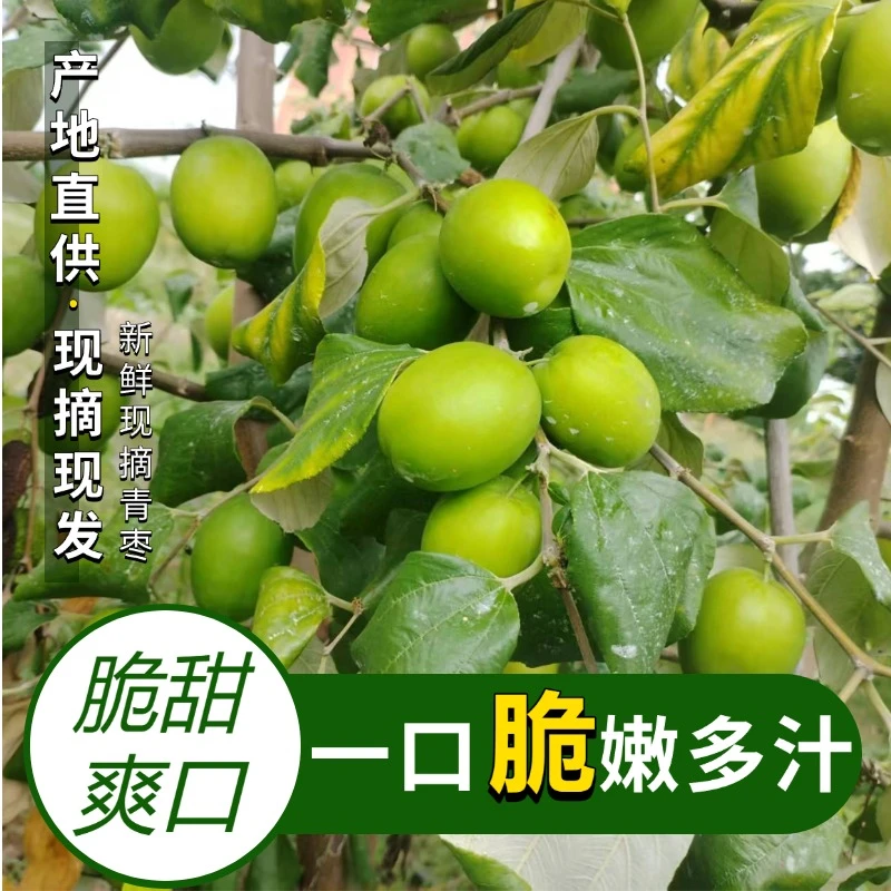 【牛奶甜脆青枣】楚雄新鲜大青枣应季水果肉厚鲜甜爽口正宗牛奶枣