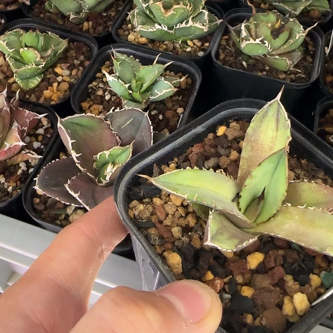 亚瑟王111111111111