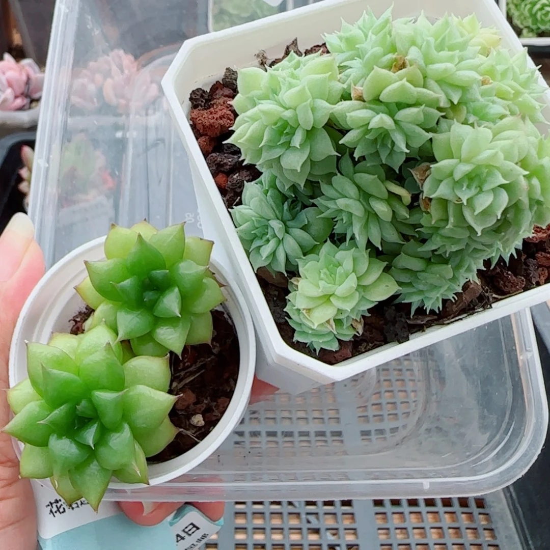 a***a花语逸镜0924-100两个散