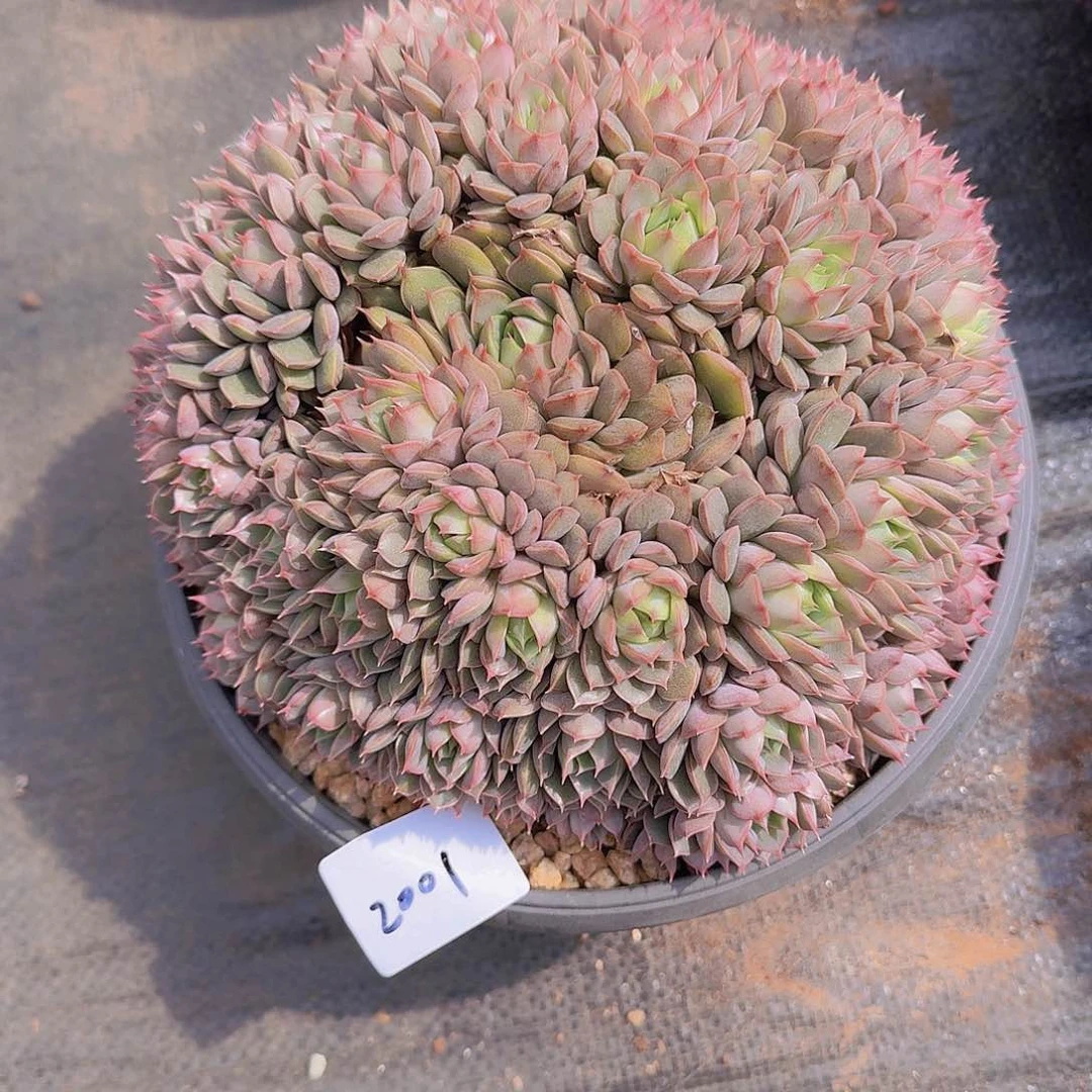 桥*2001玫瑰夫人多肉