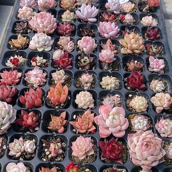 149 多肉植物盆栽花卉植物