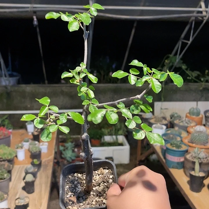 无花朵实生奥比克橄榄一物一拍