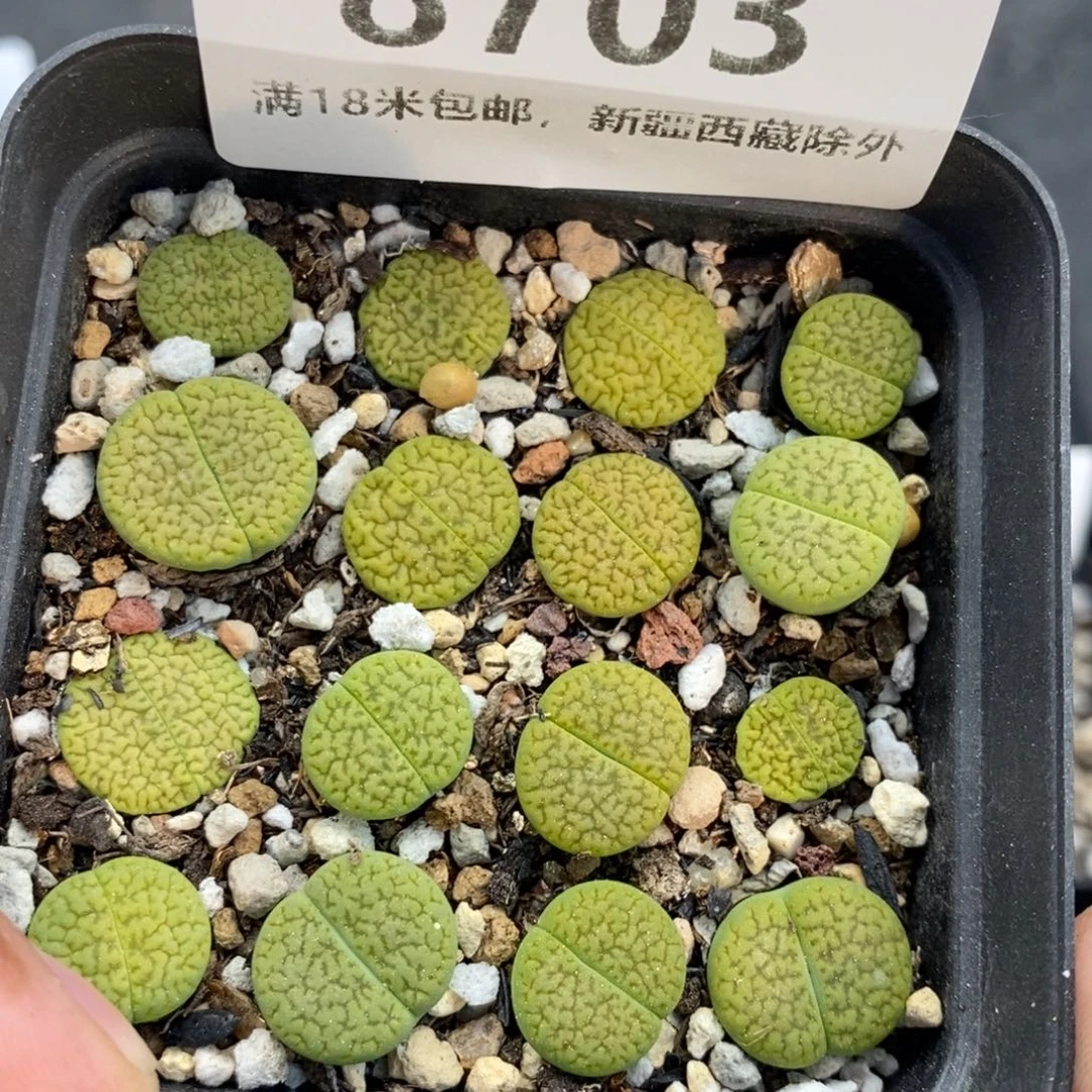 8703。