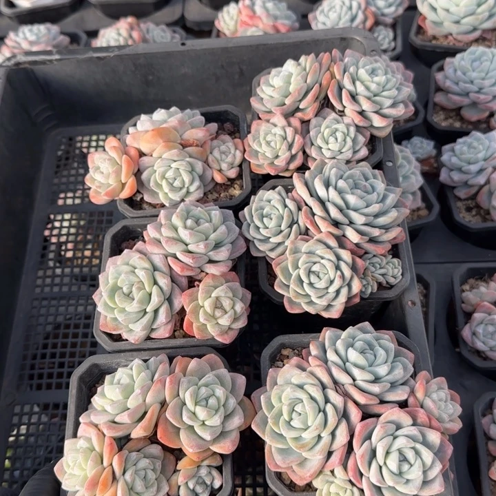 10厘米左右一物一拍的