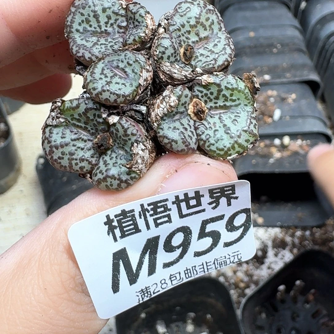 多肉植物的润泽nmkk