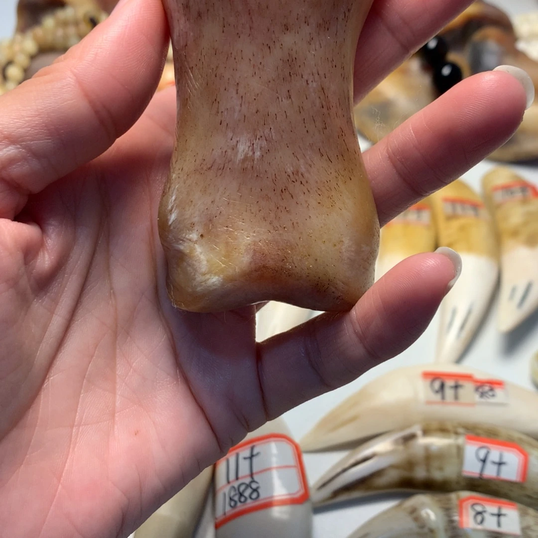 驼骨把件驼骨把件一根