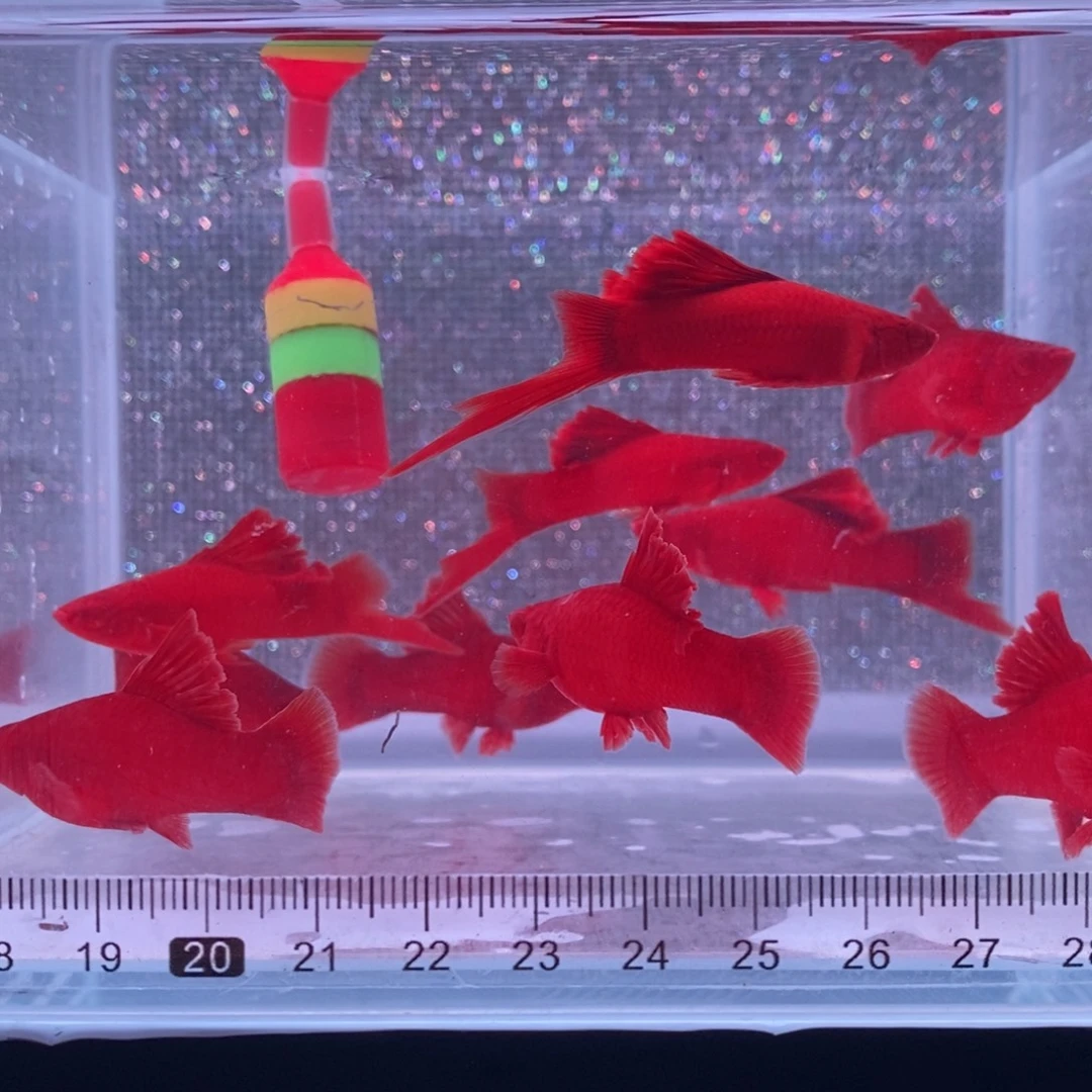 红剑鱼高鳍红剑亚成4公6母