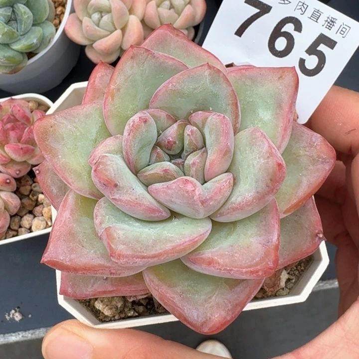 草莓泡芙         今日新品上新多肉植物