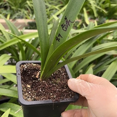 选美皇后2.5-3左右带土