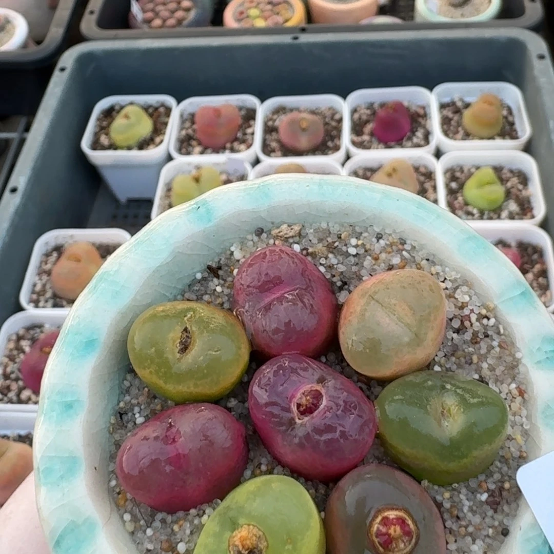 红陶蘑菇916花花花