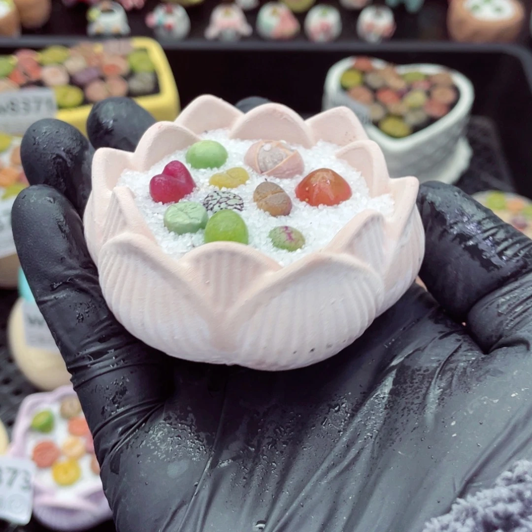 w8376--带盆土发货，零下地区拍保温箱