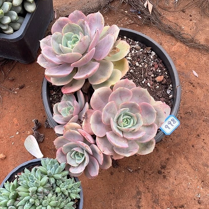 998蓝色苍鹭 一物一拍多肉