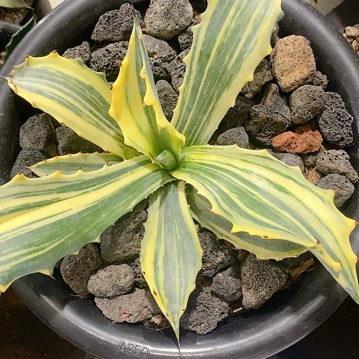 赤牙龙超级镐。龙舌兰。