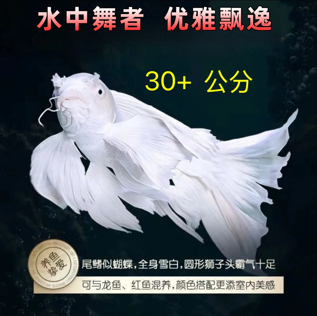 台湾蝴蝶鲤30+公分球体短体贵妃冷水观赏鱼耐活好养淡水鱼包邮