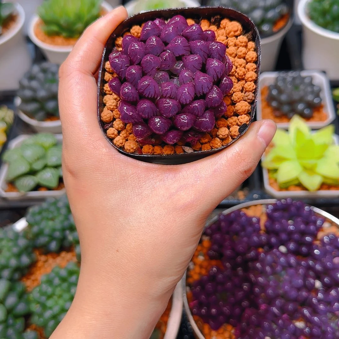 紫宝石冰灯玉露，原盆