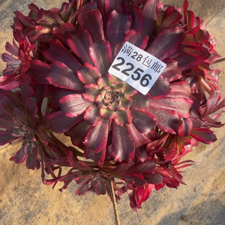 2256雪姬多肉植物