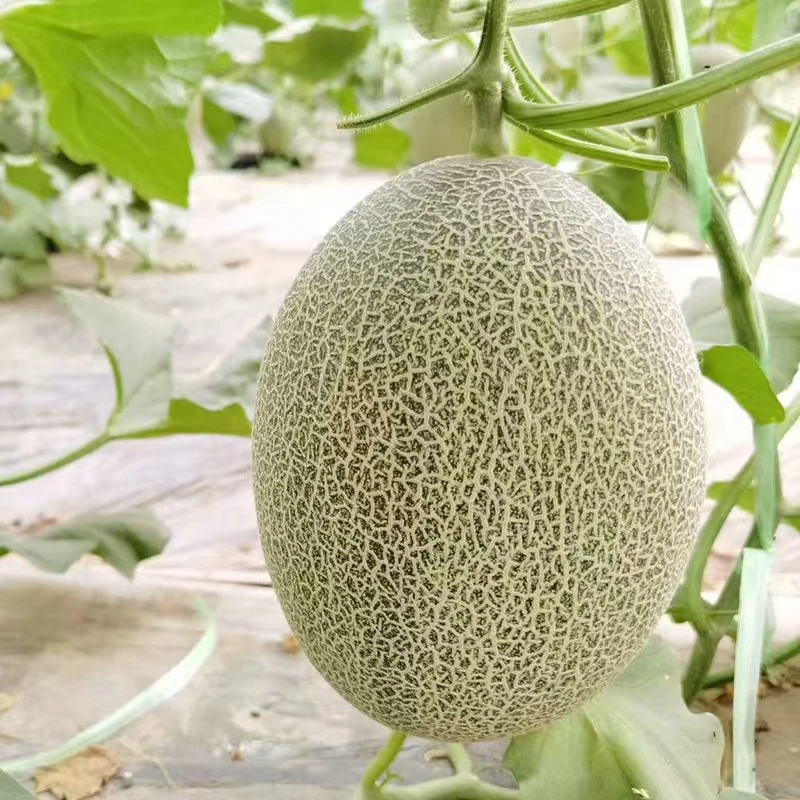 吐鲁番哈密瓜新疆特产直发西州蜜25号哈密瓜当季新鲜水果脆甜多汁