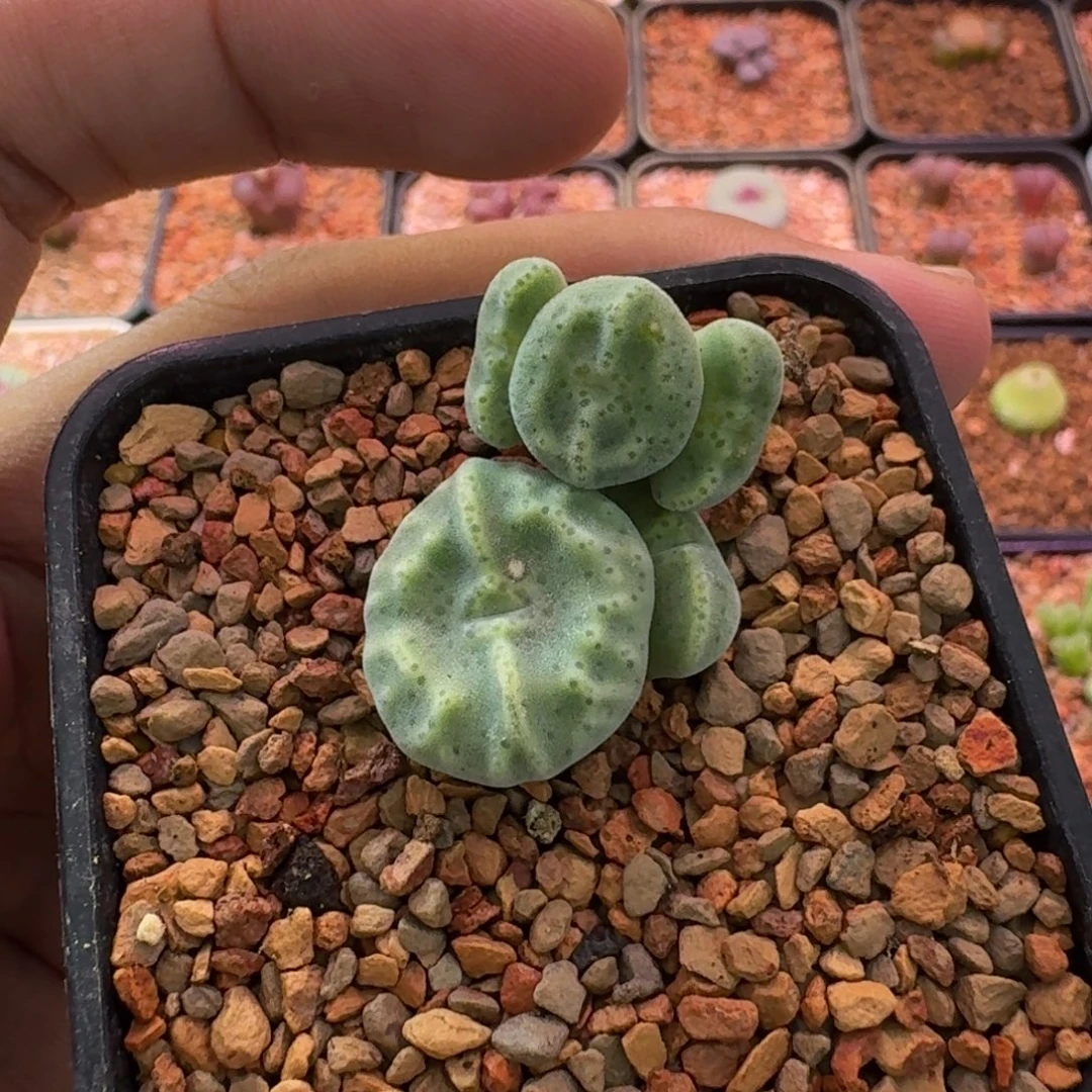 念***珠云缦精品番杏3.14