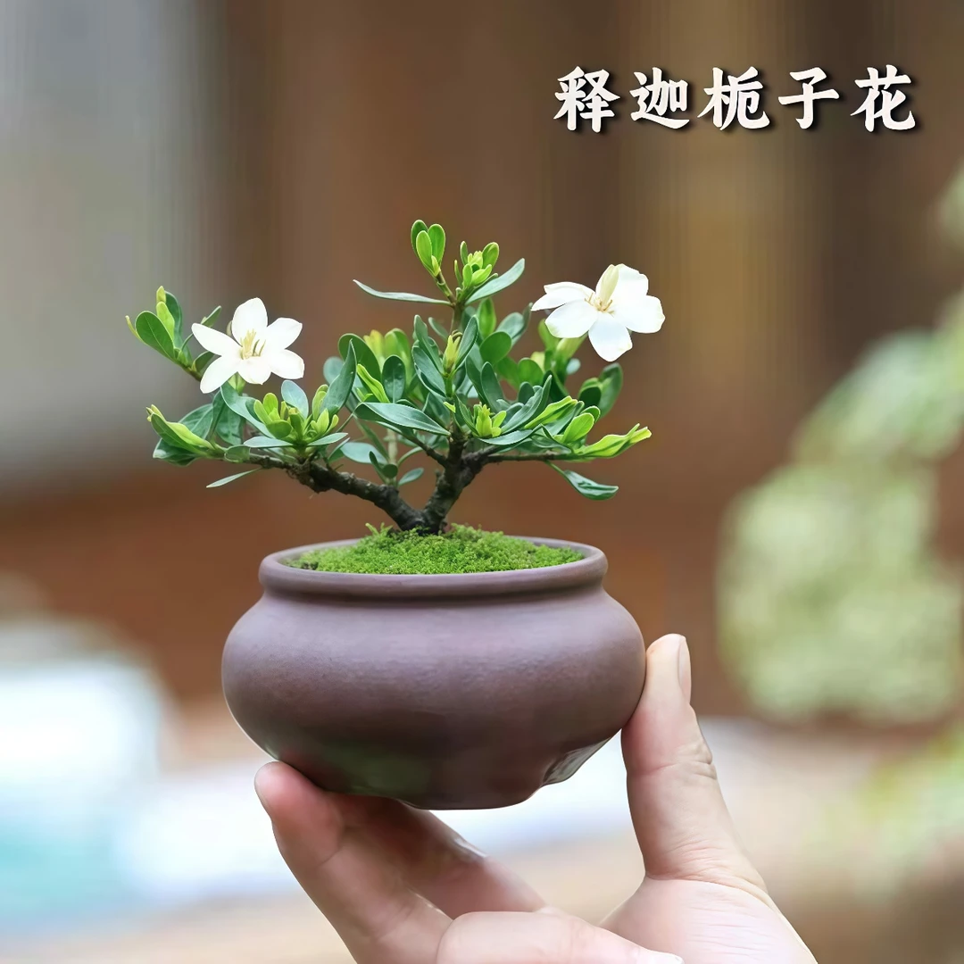 【光叶释迦】贵货栀子花盆栽浓香多季花好养净化空气花卉绿植