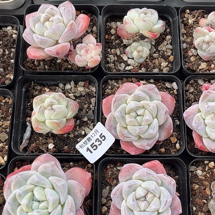 阿雅园艺。       1535六颗