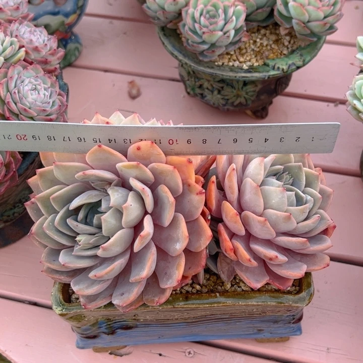 冰红茶 19公分 不带盆