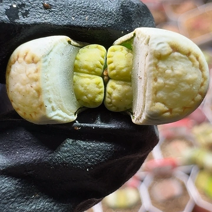 生石花1111111。   171