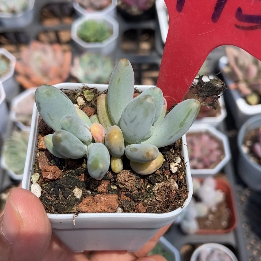 1745企鹅多肉植物保护