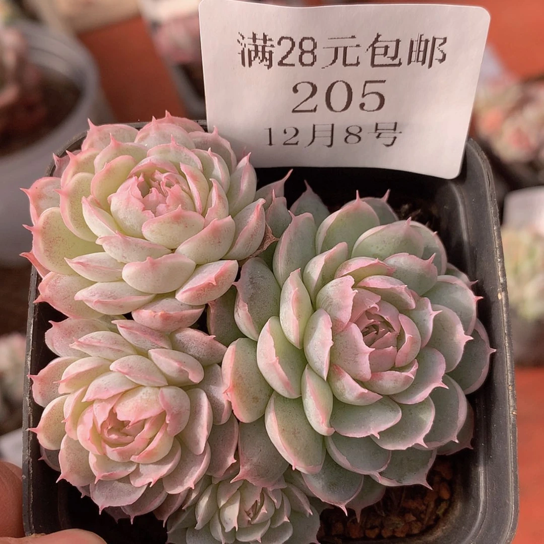 【闪购商品】云205号水晶扇贝