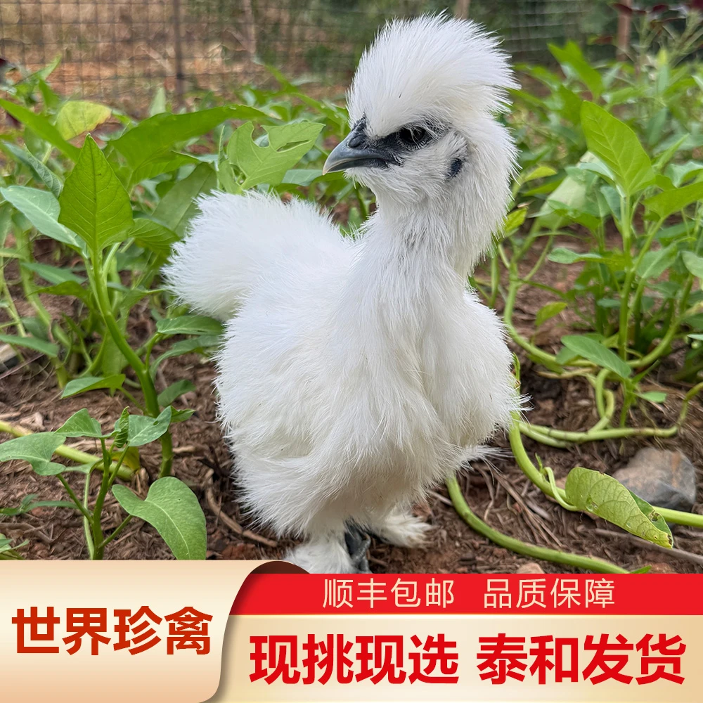 【6只装】泰和乌鸡丝毛乌骨鸡 宠物鸡青年鸡 蓝耳 五爪 丝羽 发顺丰