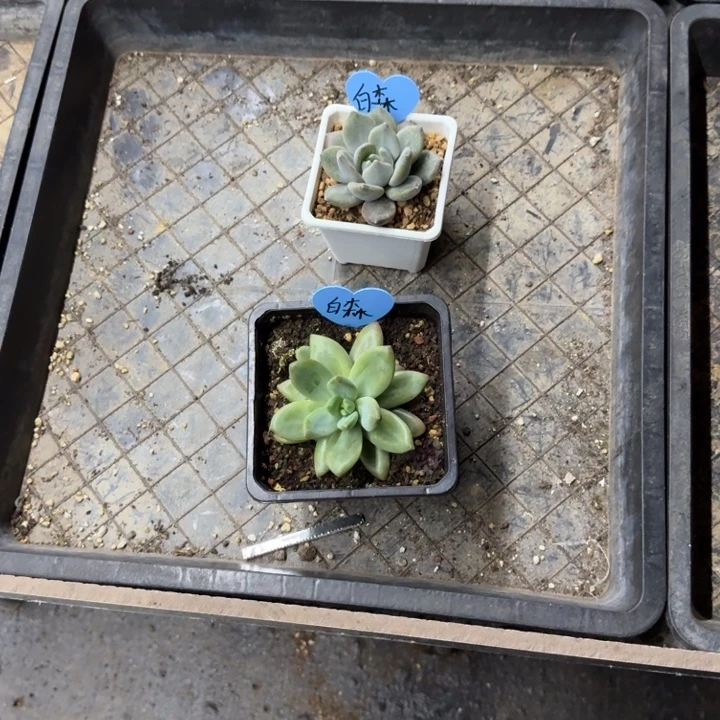 白***森白森 寄养 发货 一物一拍