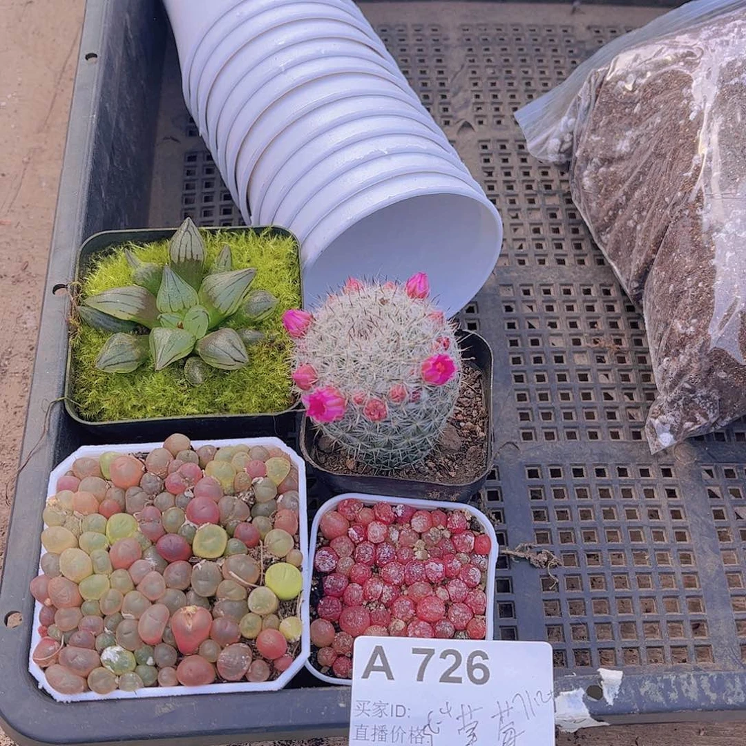 多肉726多肉植物