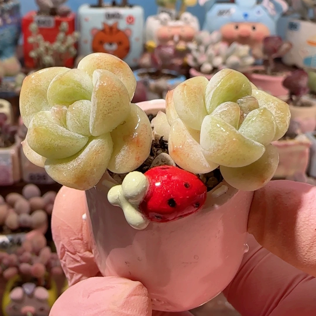 飘枝冰玉 盆口3cm