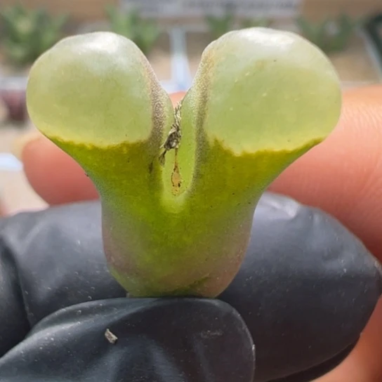 磁铁福利一颗624。