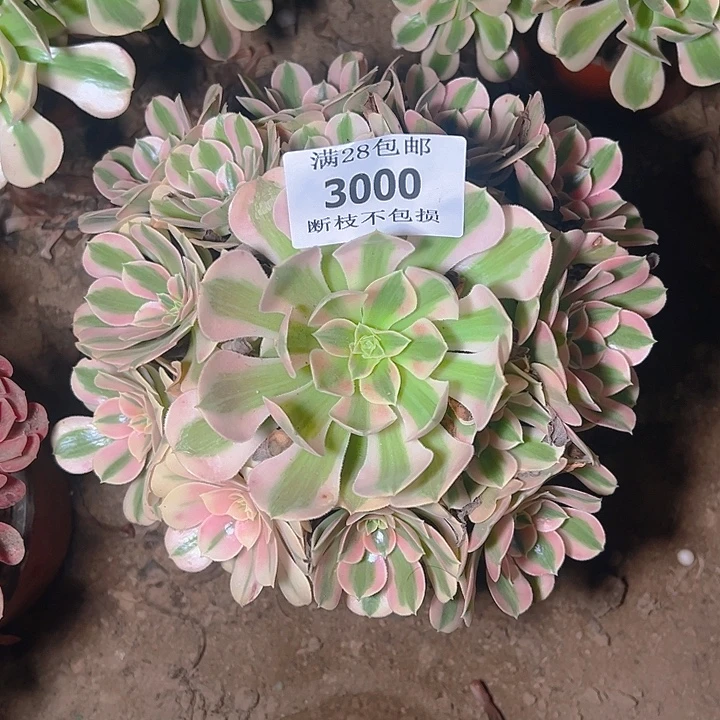 3000粉女巫多肉植物
